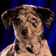 Image for article titled Animal Planet Will See Your "Football" And Raise You Puppies